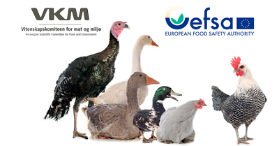 bilde med EFSA og VKM logoer, fjørfe, og tekst "Fjørfe må overvåkes etter vaksinering mot fugleinfluensa"