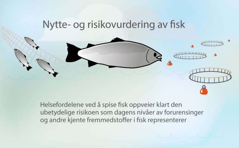 Infografikk av fisk