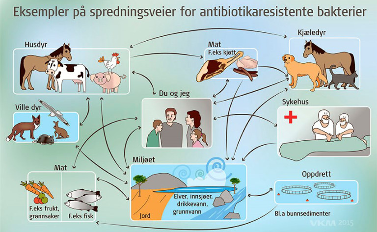Infografikk med eksempler på spredningsveier for antibiotikaresistente bakterier