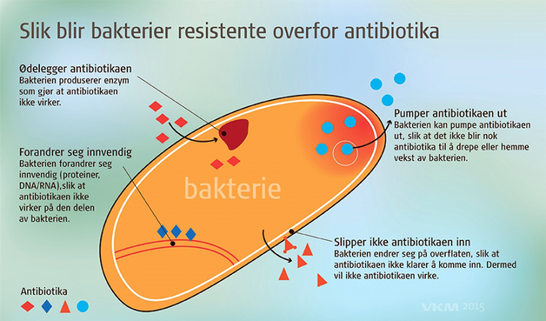 Illustrasjon slik blir bakterier resistente overfor antibiotika