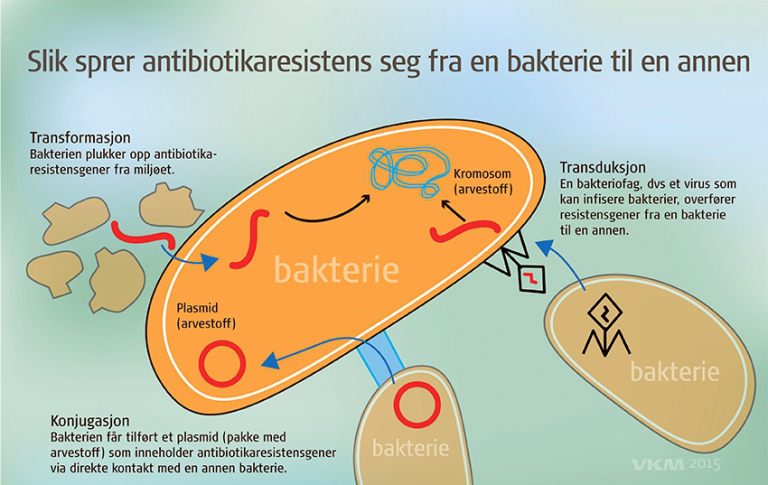 Illustrasjon slik sprer antibiotikaresistens seg fra en bakterie til en annen
