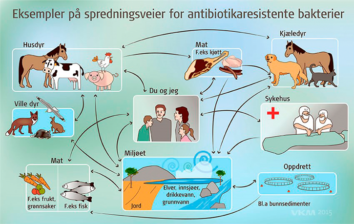 Infografikk om eksempler på spredningsveier for antibiotikaresistente bakterier